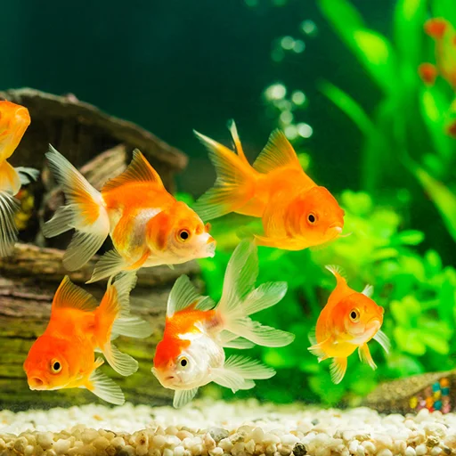 Fish On Screen 3D Wallpaper डाउनलोड करें – बेहतरीन लाइव वॉलपेपर